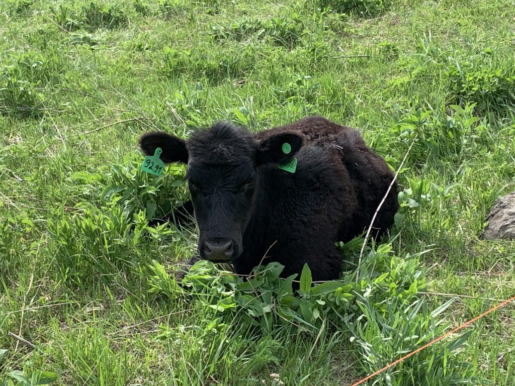 Black Angus Spring Calving on Pasture: Why Timing Matters for Healthy Calves and Better Beef