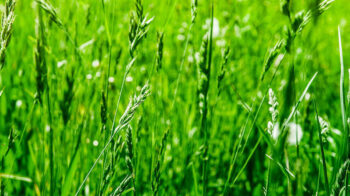 Closeup-Perennial-Ryegrass