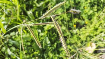 Dallisgrass-Seed-Head