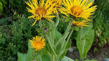 Elecampane2_540x