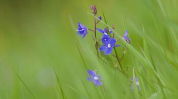 Germander-speedwell_lawn_Lucia-Chmurova-1024x769