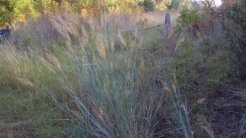 HGIC_native_yellowindiangrass_feature_16x9