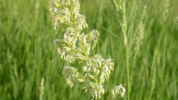 Reed-canary-grass