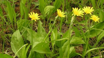 Scorzonera_humilis