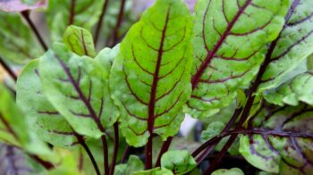 Red veined sorrel
Container 3 hardy perennial green and maroon purple veins salad leaves leaf scented scent fragrant lemony taste portrait Container 3
25/04/14 25/04/2014 250414 25042014 25 25th April 2014 Spring Alex Mitchell Herbs in Pots for Drinks Photographer Sarah Cuttle edible plants grown in containers