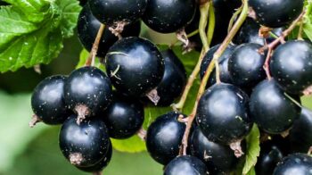 black-currant-fruit