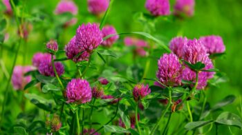 clover-3430247_1280