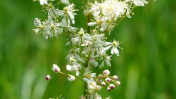 dropwort-167498_1280