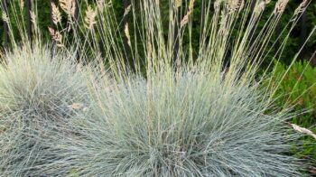 estuca-idahoensis-Siskiyou-Blue-Siskiyou-Blue-Fescue