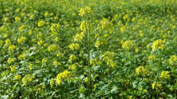 field-mustard-488696_1280