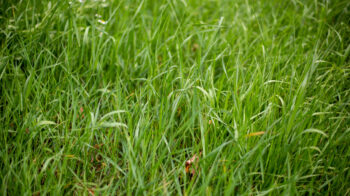 The growing grass on the ground - good for wallpapers