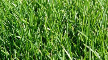 kentucky-bluegrass-leaf-blade