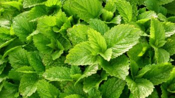 lemon-balm-2370812_1280