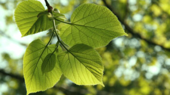 little-leaf-linden-leaf-1080x608