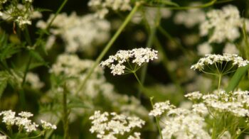 meadow-chervil-7537_1280