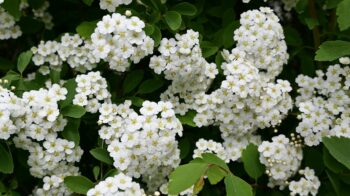 meadowsweet-8009380_1280 copy