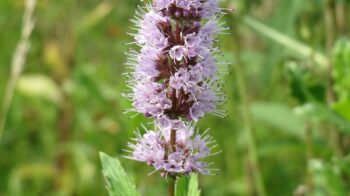 mentha-spicata-855530_1280