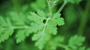 motherwort-5168980_1280