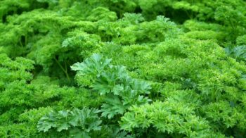 parsley-261039_1280