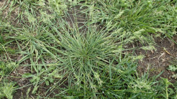 poa-bulbosa-15-11