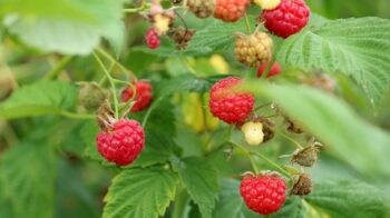 raspberries-3475443_1280