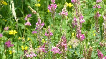 seed-sainfoin-167412_1280