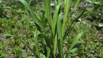 sorghum_halepense.800x700-ms