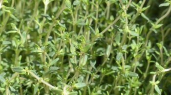 thyme-115349_1280