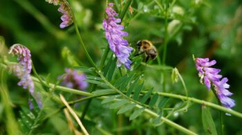 vetch-603317_1280