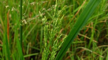 water whorgrass