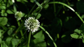 white-clover-4285415_1280