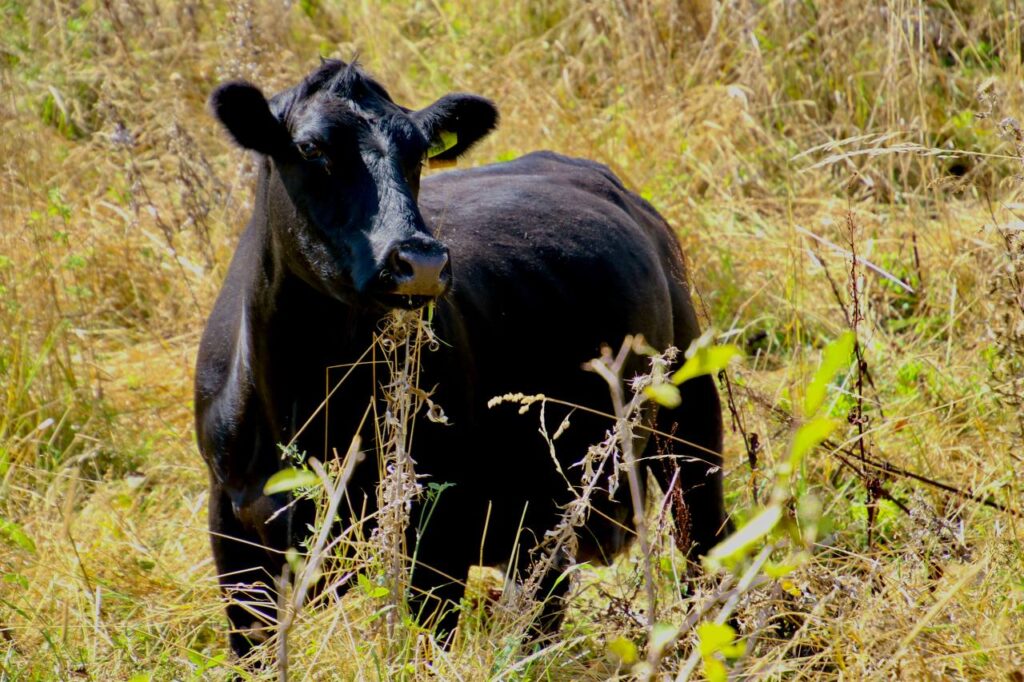 Black Angus: The Gold Standard in Premium Beef