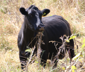 Black Angus: The Gold Standard in Premium Beef