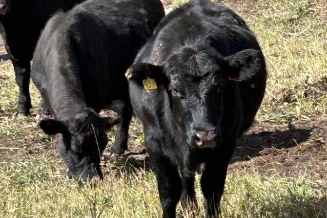 How Much Does an Angus Cow Weigh and Why It Matters for Meat Quality