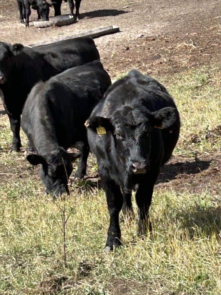 Անգուս կենդանու քաշը և դրա նշանակությունը մսի որակի համար