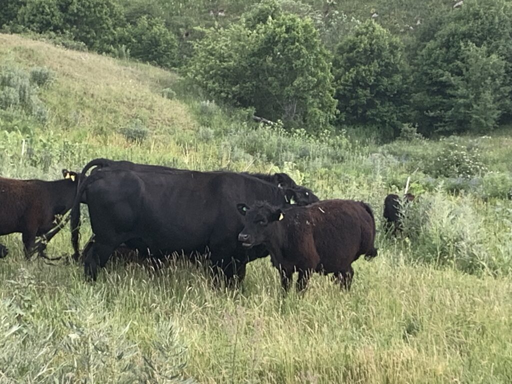 ԱՄՆ վարչակազմի վերականգնողական գյուղատնտեսության նախաձեռնության ազդեցությունը համաշխարհային և Հայաստանի գյուղատնտեսության վրա