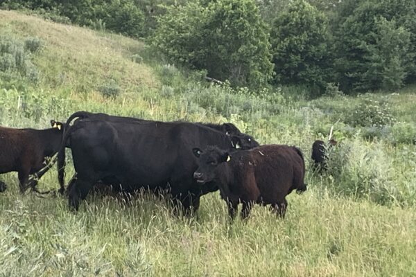 ԱՄՆ վարչակազմի վերականգնողական գյուղատնտեսության նախաձեռնության ազդեցությունը համաշխարհային և Հայաստանի գյուղատնտեսության վրա