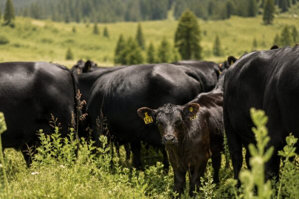 Born on Alpine Pasture: How Mountain High Farms Raises Strong Black Angus Calves