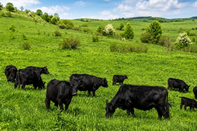 Spring Pasture Regenerative Strategies at Mountain High Farms