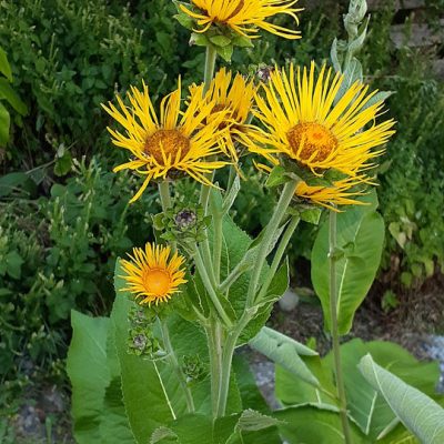 Elecampane2_540x