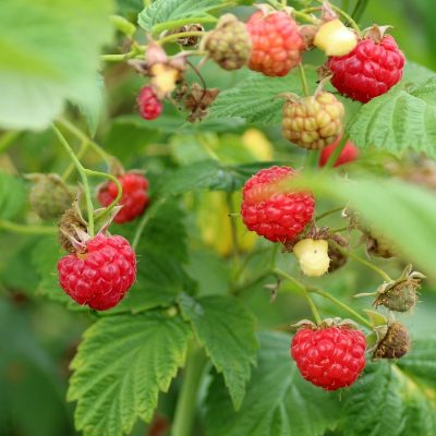 raspberries-3475443_1280