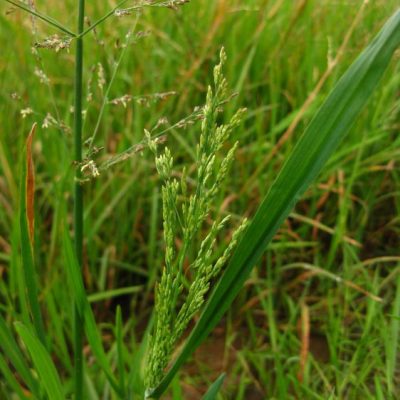 water whorgrass
